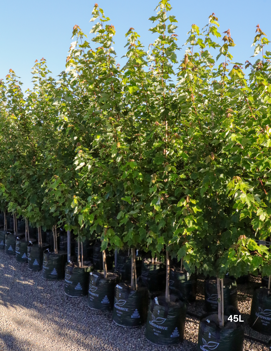 Acer rubrum 'Autumn Red' - Canadian Maple - Evergreen Trees Direct