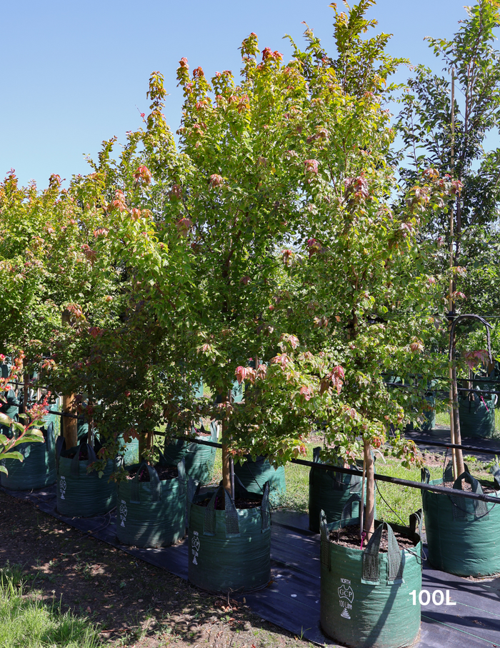 Acer Buergerianum - Trident Maple - Evergreen Trees Direct