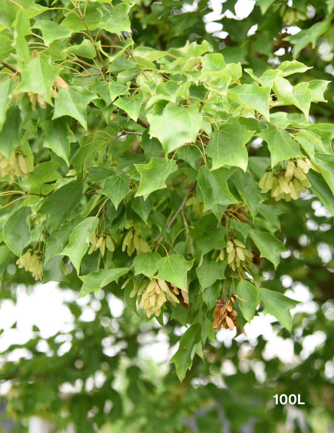 Acer Buergerianum - Trident Maple - Evergreen Trees Direct