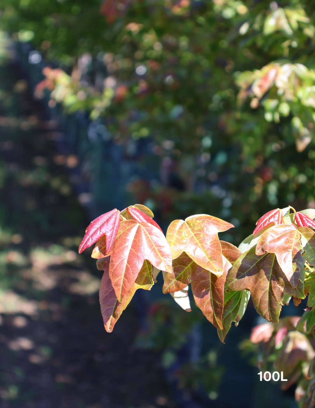 Acer Buergerianum - Trident Maple - Evergreen Trees Direct