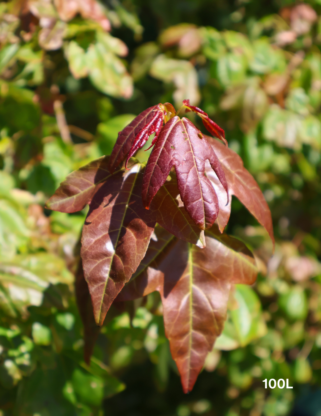 Acer Buergerianum - Trident Maple - Evergreen Trees Direct