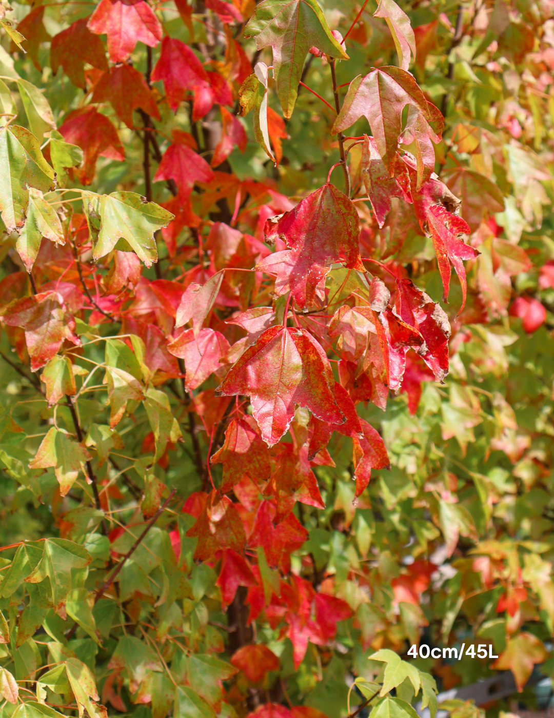 Acer Buergerianum - Trident Maple - Evergreen Trees Direct