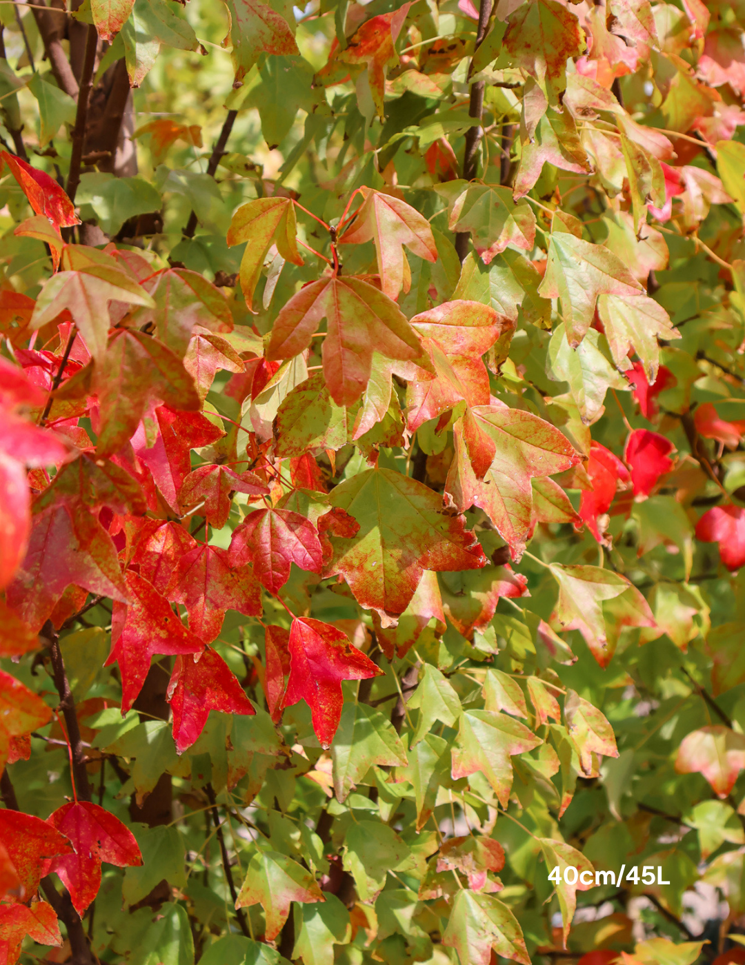 Acer Buergerianum - Trident Maple - Evergreen Trees Direct