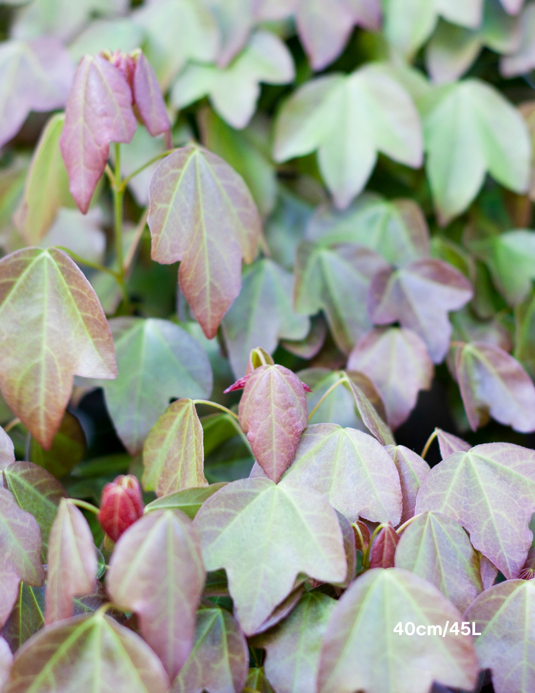 Acer Buergerianum - Trident Maple - Evergreen Trees Direct