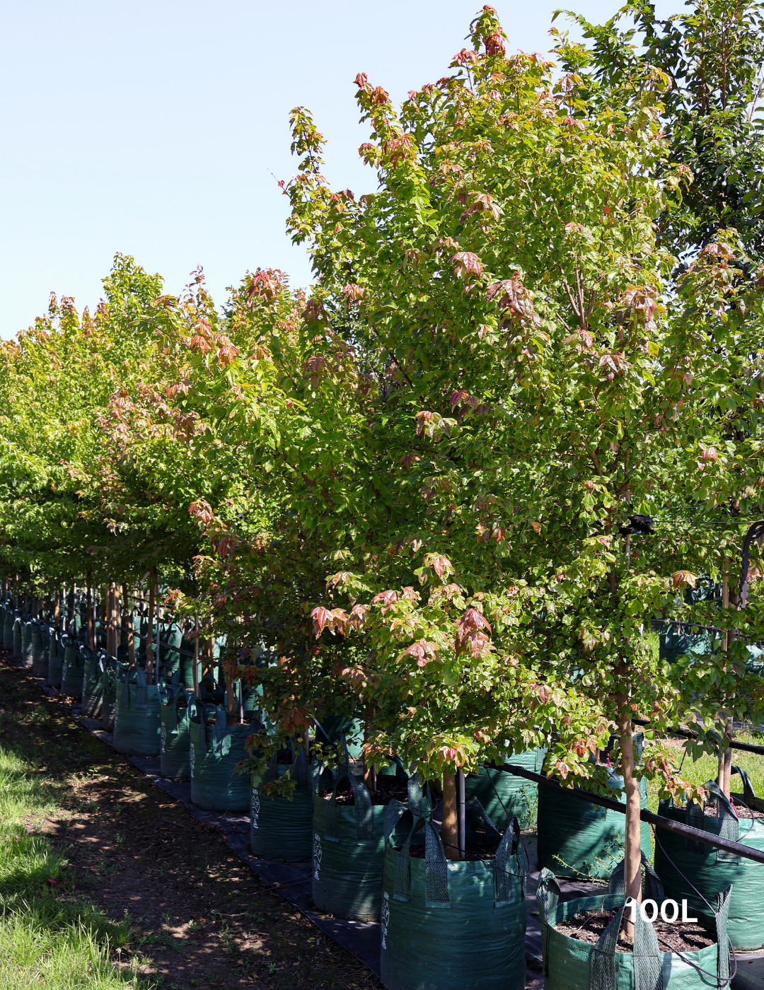 Acer Buergerianum - Trident Maple - Evergreen Trees Direct