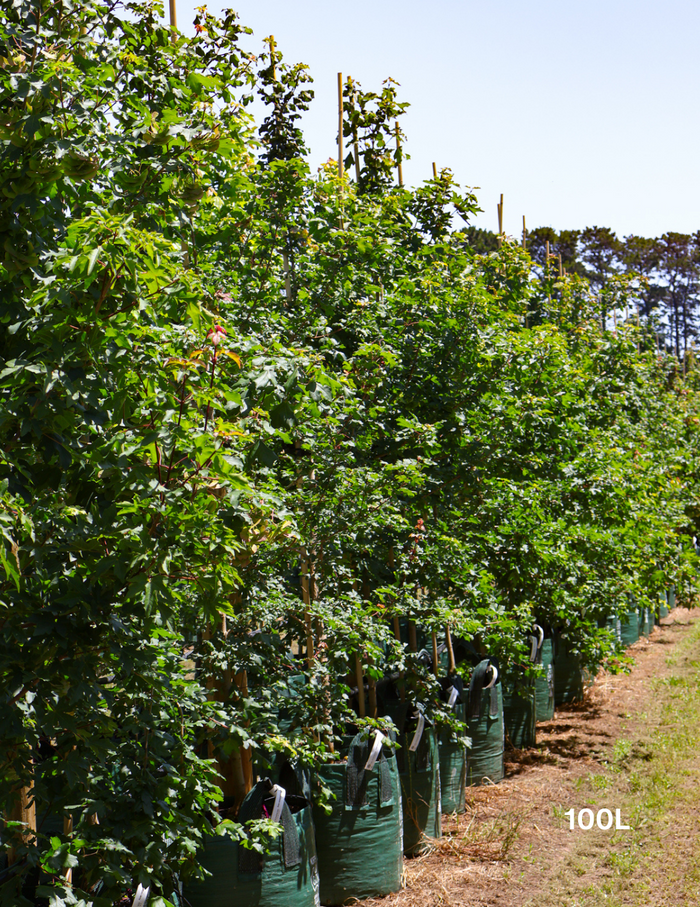 Acer campestre - Field maple - Evergreen Trees Direct