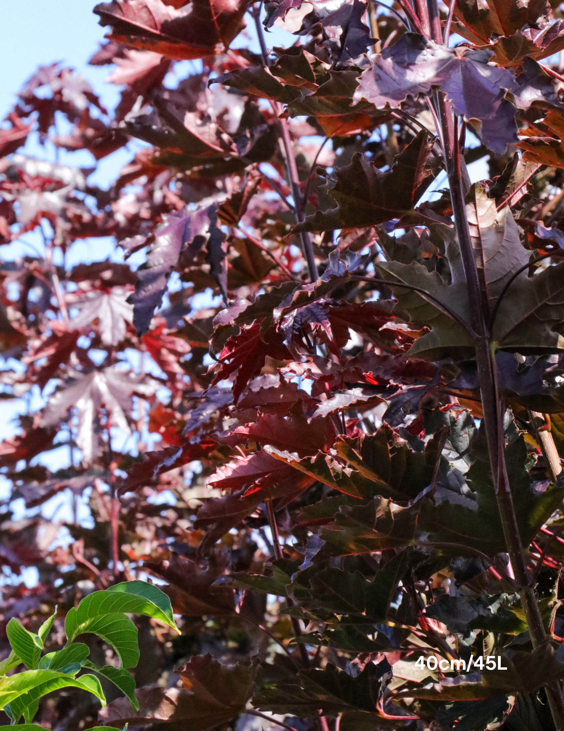 Acer ‘Crimson Sentry’ Maple - Evergreen Trees Direct