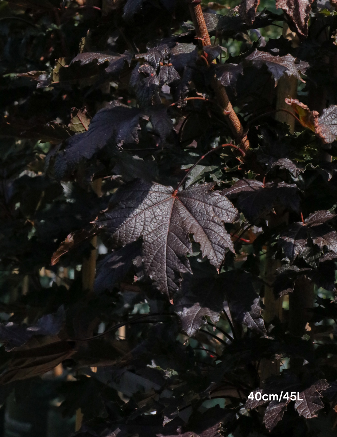 Acer ‘Crimson Sentry’ Maple - Evergreen Trees Direct