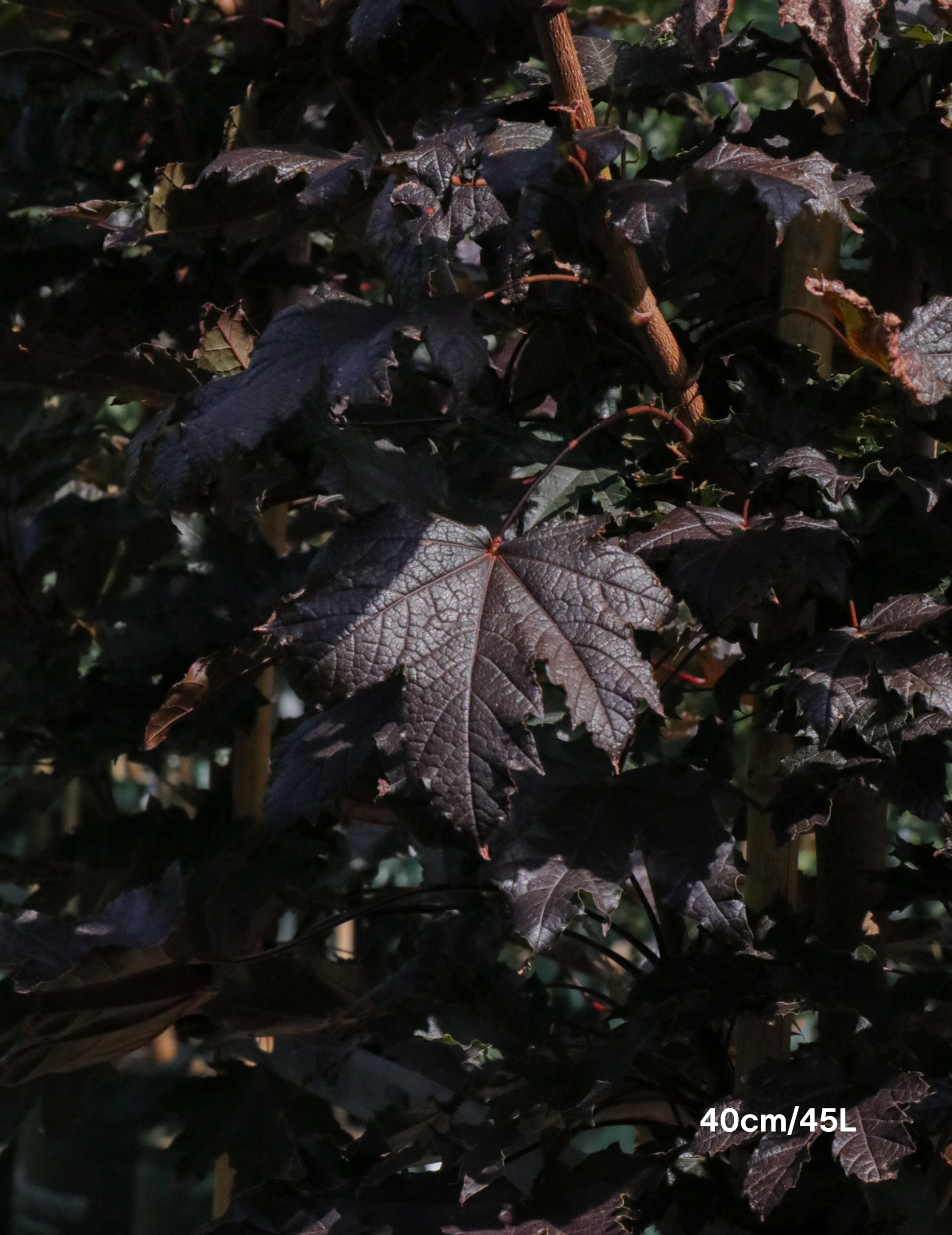 Acer ‘Crimson Sentry’ Maple - Evergreen Trees Direct