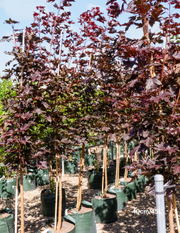 Acer ‘Crimson Sentry’ Maple - Evergreen Trees Direct