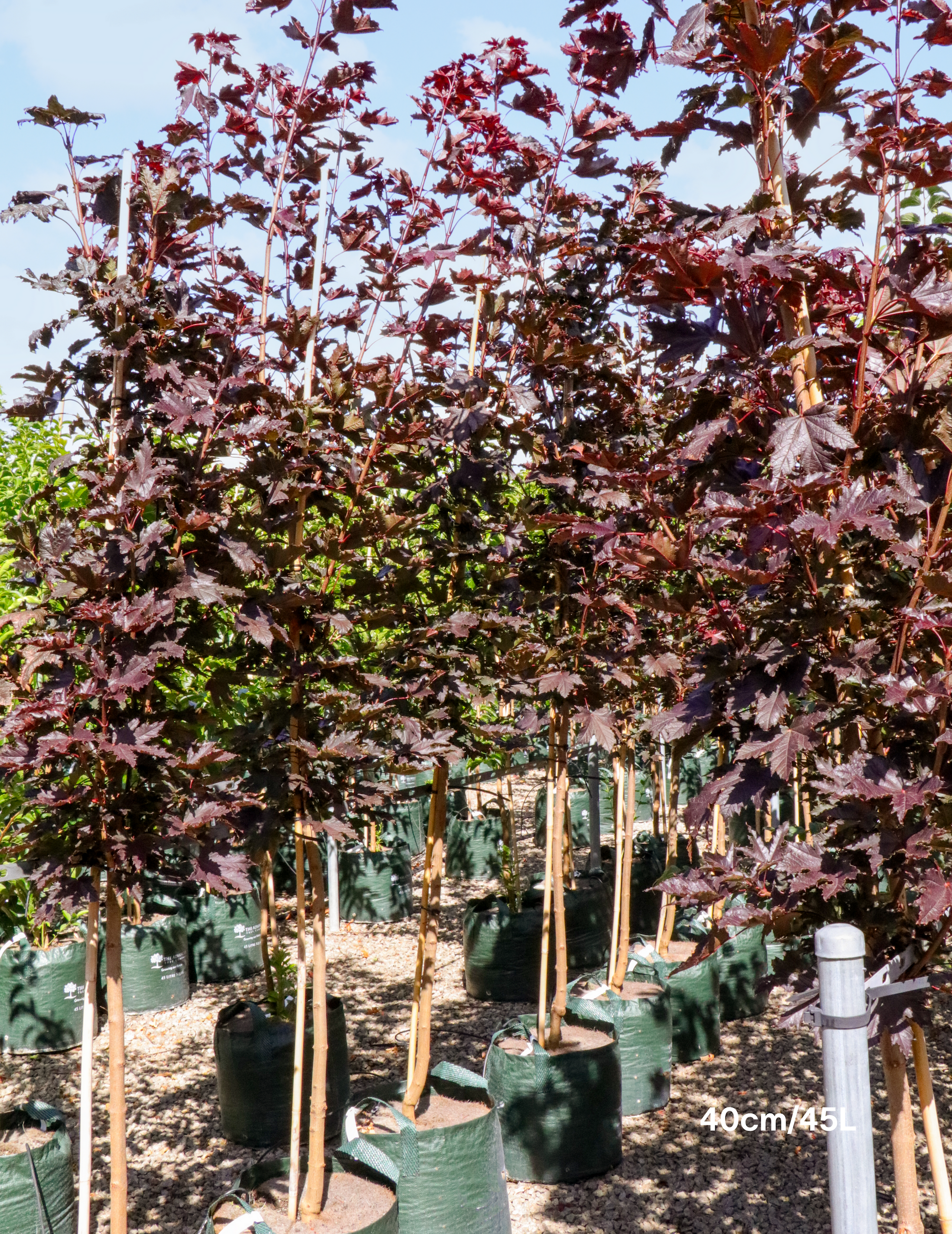 Acer ‘Crimson Sentry’ Maple - Evergreen Trees Direct