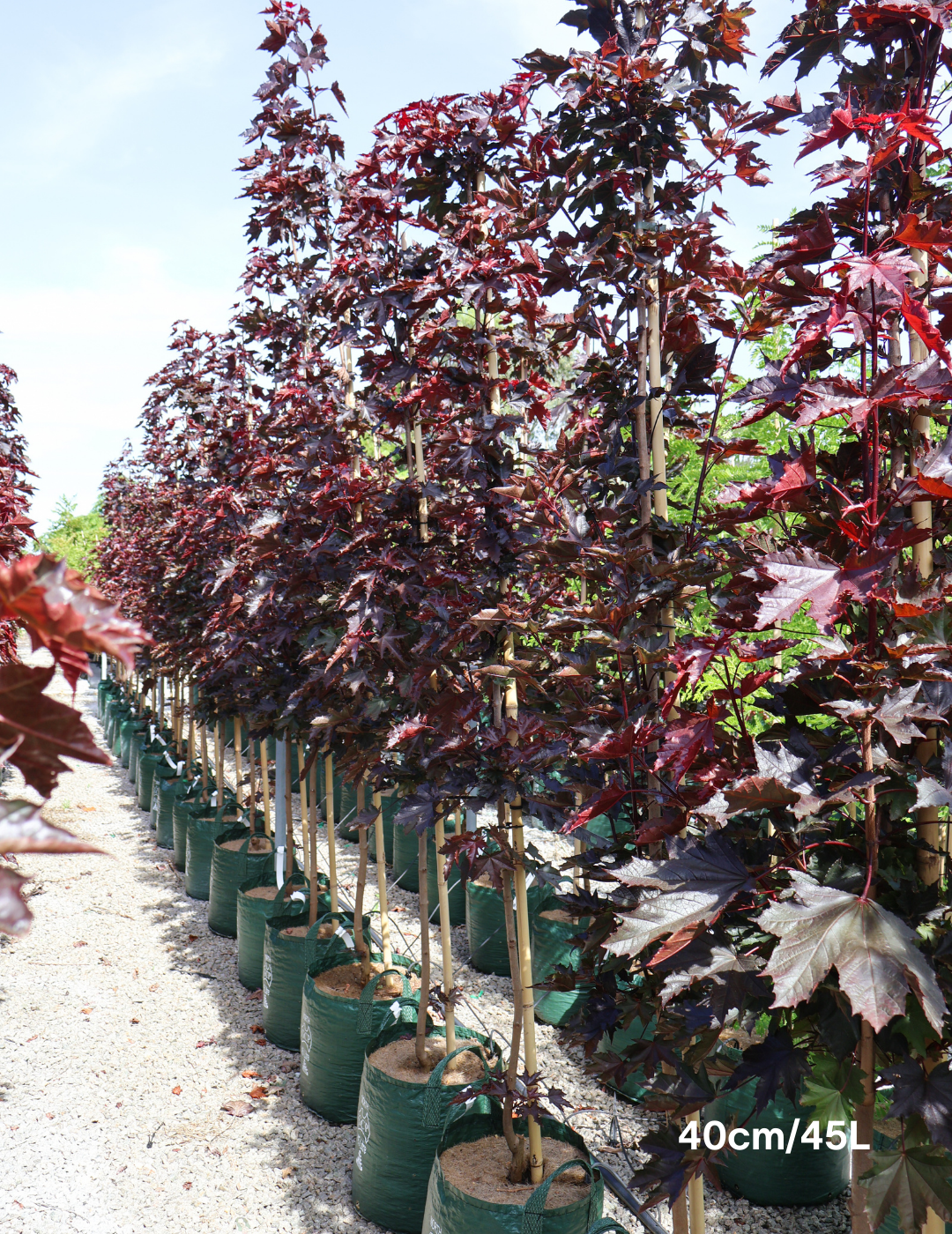 Acer ‘Crimson Sentry’ Maple - Evergreen Trees Direct