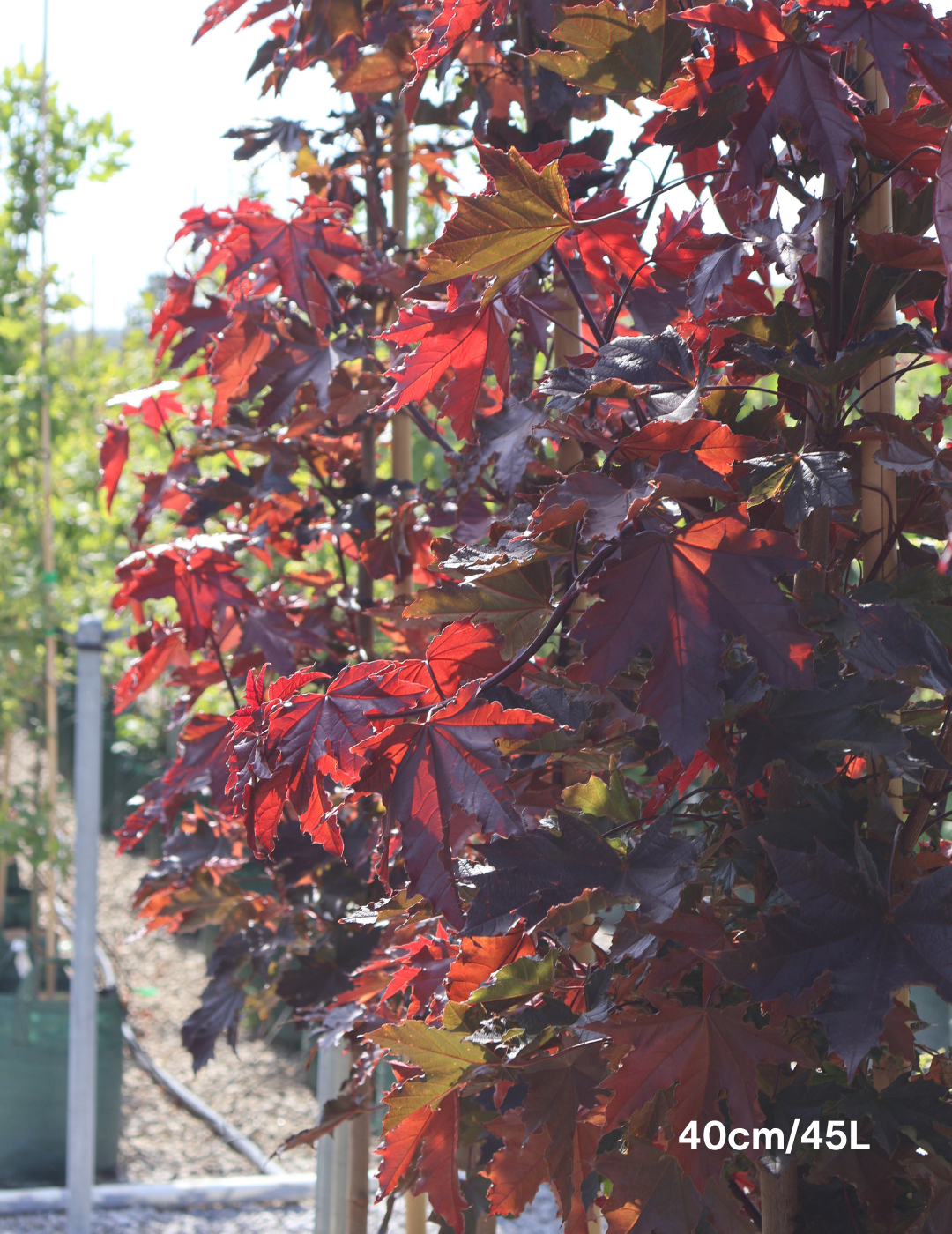 Acer ‘Crimson Sentry’ Maple - Evergreen Trees Direct