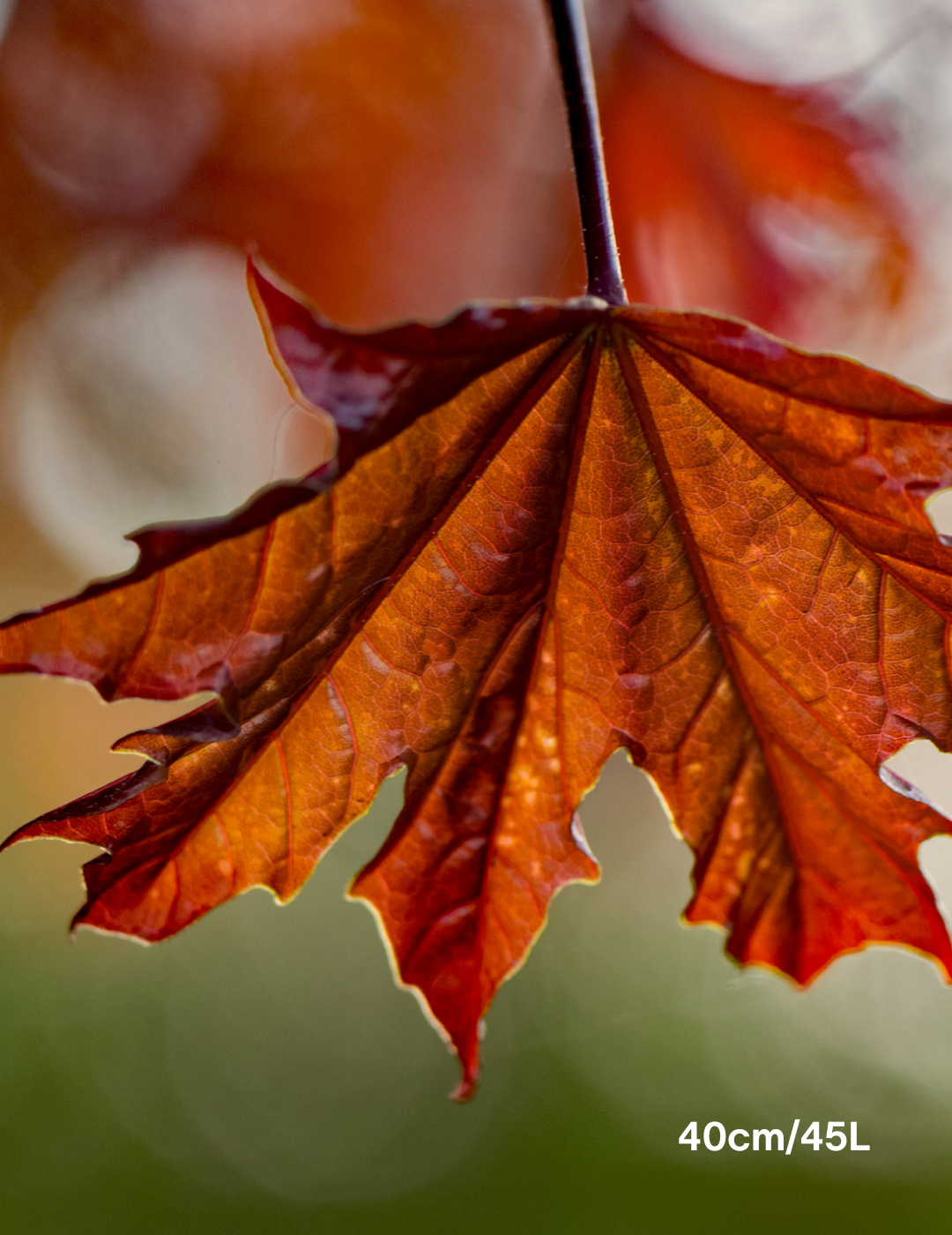 Acer ‘Crimson Sentry’ Maple - Evergreen Trees Direct