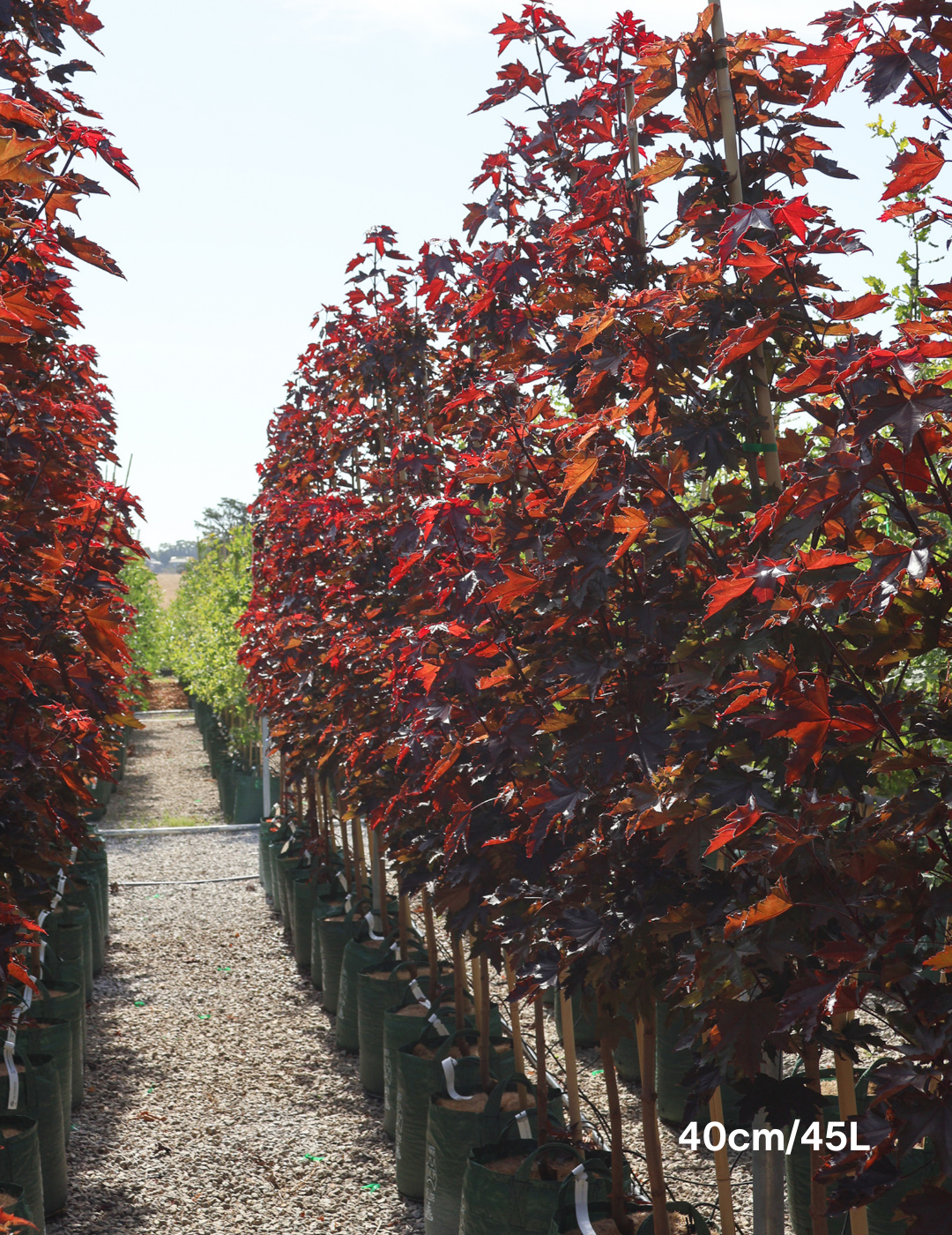 Acer ‘Crimson Sentry’ Maple - Evergreen Trees Direct