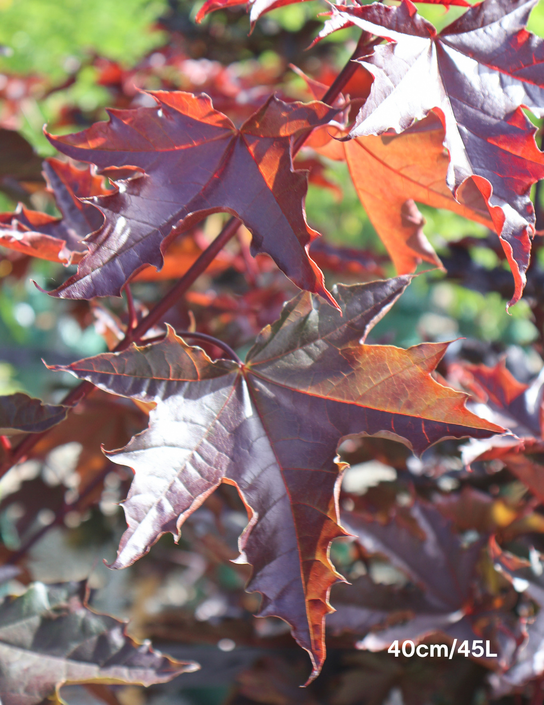 Acer ‘Crimson Sentry’ Maple - Evergreen Trees Direct