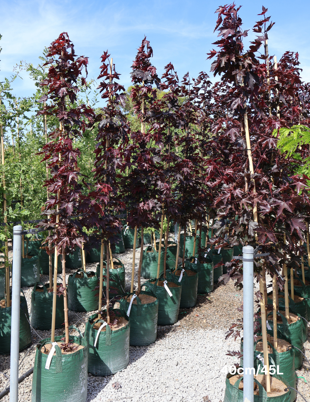 Acer ‘Crimson Sentry’ Maple - Evergreen Trees Direct