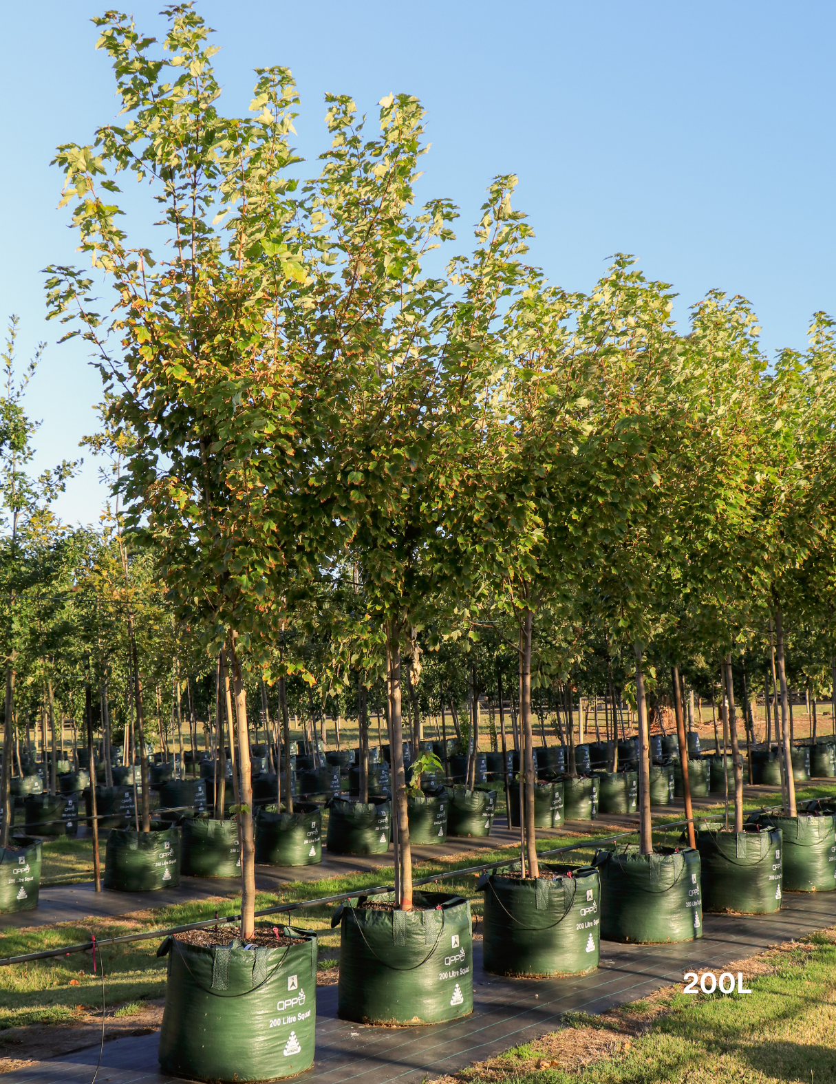 Acer rubrum 'Fairview Flame' - Canadian Maple - Evergreen Trees Direct