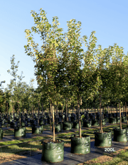 Acer rubrum 'Fairview Flame' – Canadian Maple with vibrant red autumn foliage and upright, symmetrical form in a landscape setting.