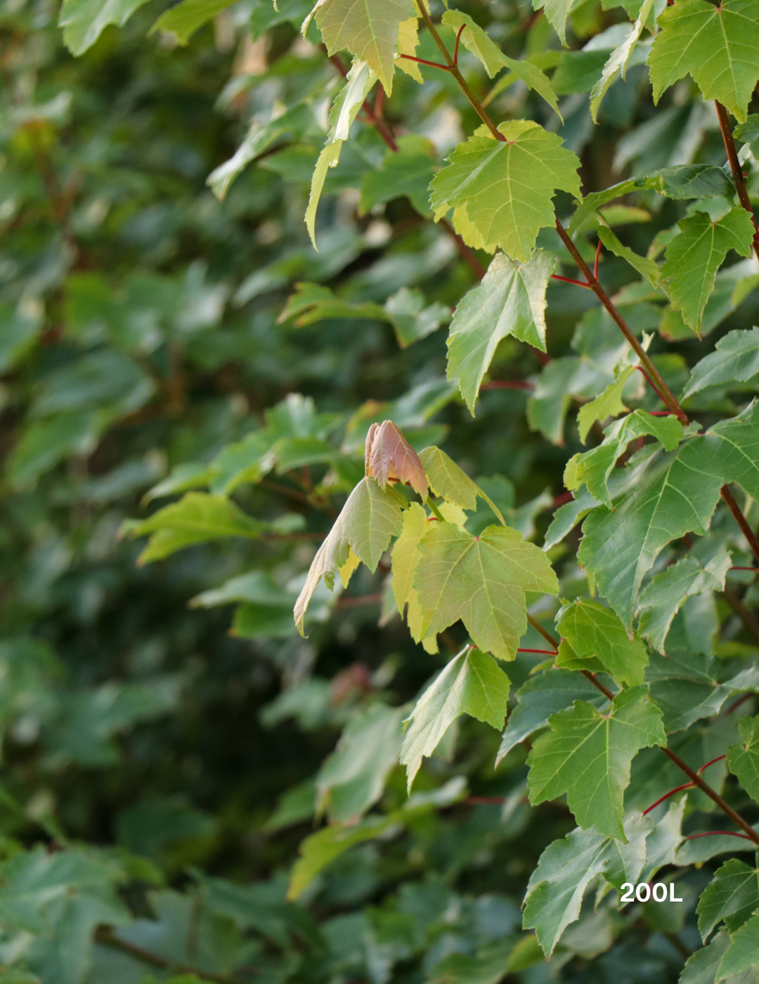 Acer rubrum 'Fairview Flame' - Canadian Maple - Evergreen Trees Direct