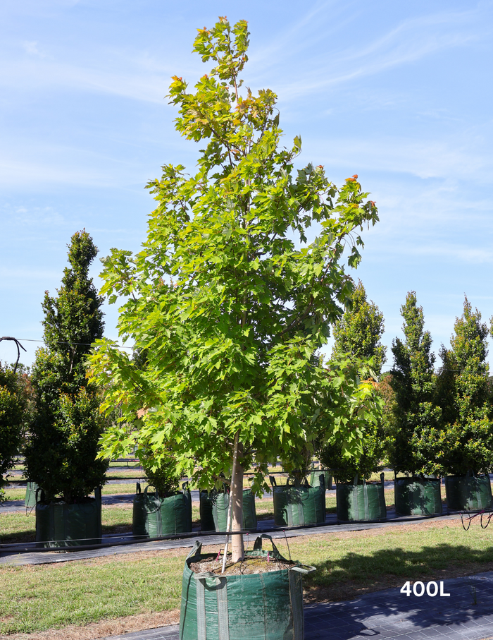 Acer  x freemanii 'Jeffersred' Autumn Blaze - Evergreen Trees Direct