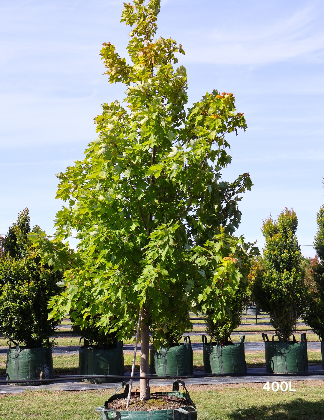 Acer  x freemanii 'Jeffersred' Autumn Blaze - Evergreen Trees Direct