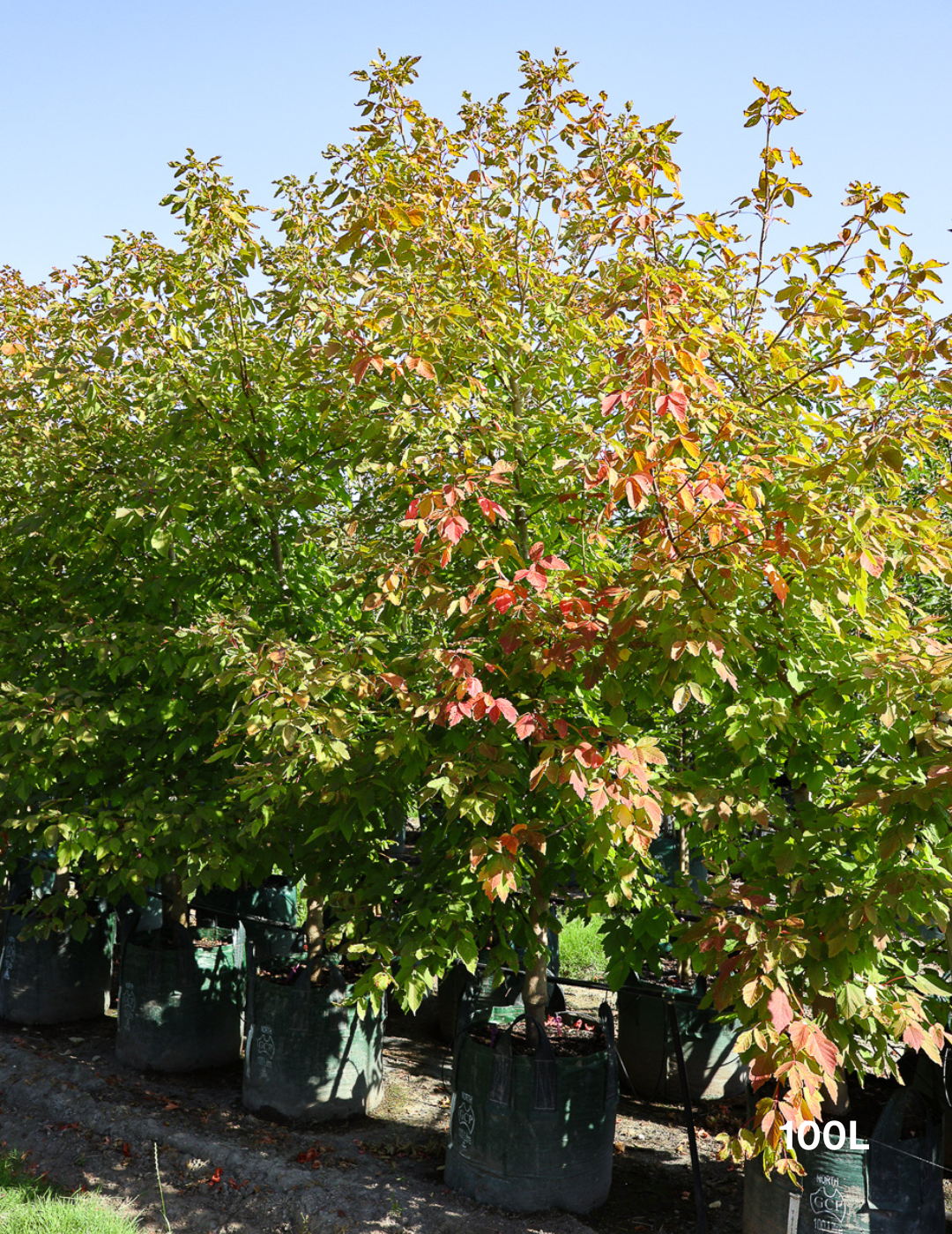 Acer negundo 'Sensation' - Evergreen Trees Direct