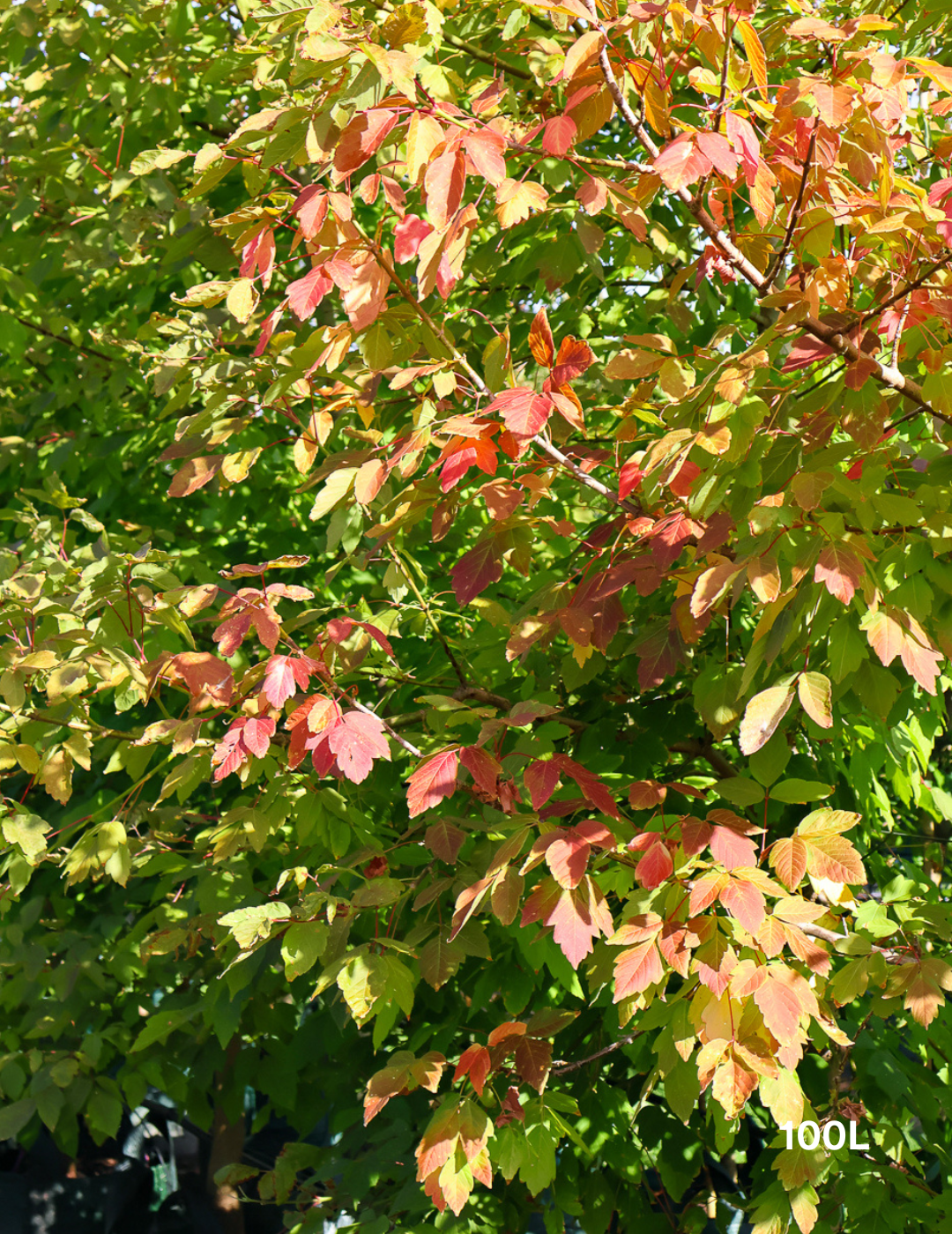 Acer negundo 'Sensation' - Evergreen Trees Direct