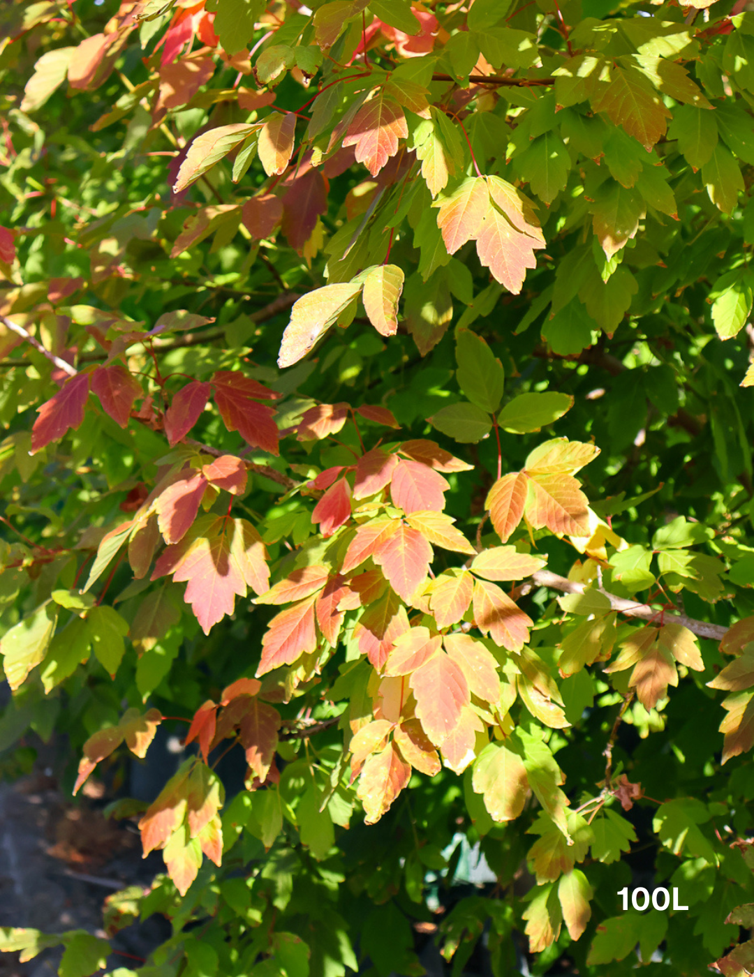 Acer negundo 'Sensation' - Evergreen Trees Direct