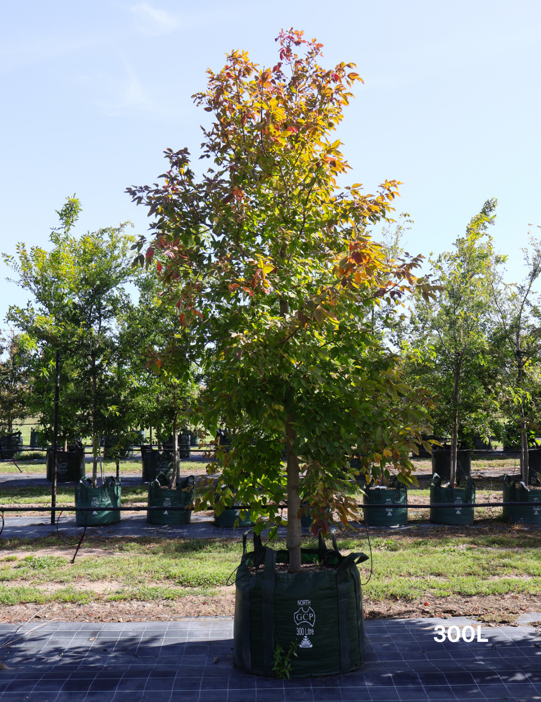 Acer negundo 'Sensation' - Evergreen Trees Direct