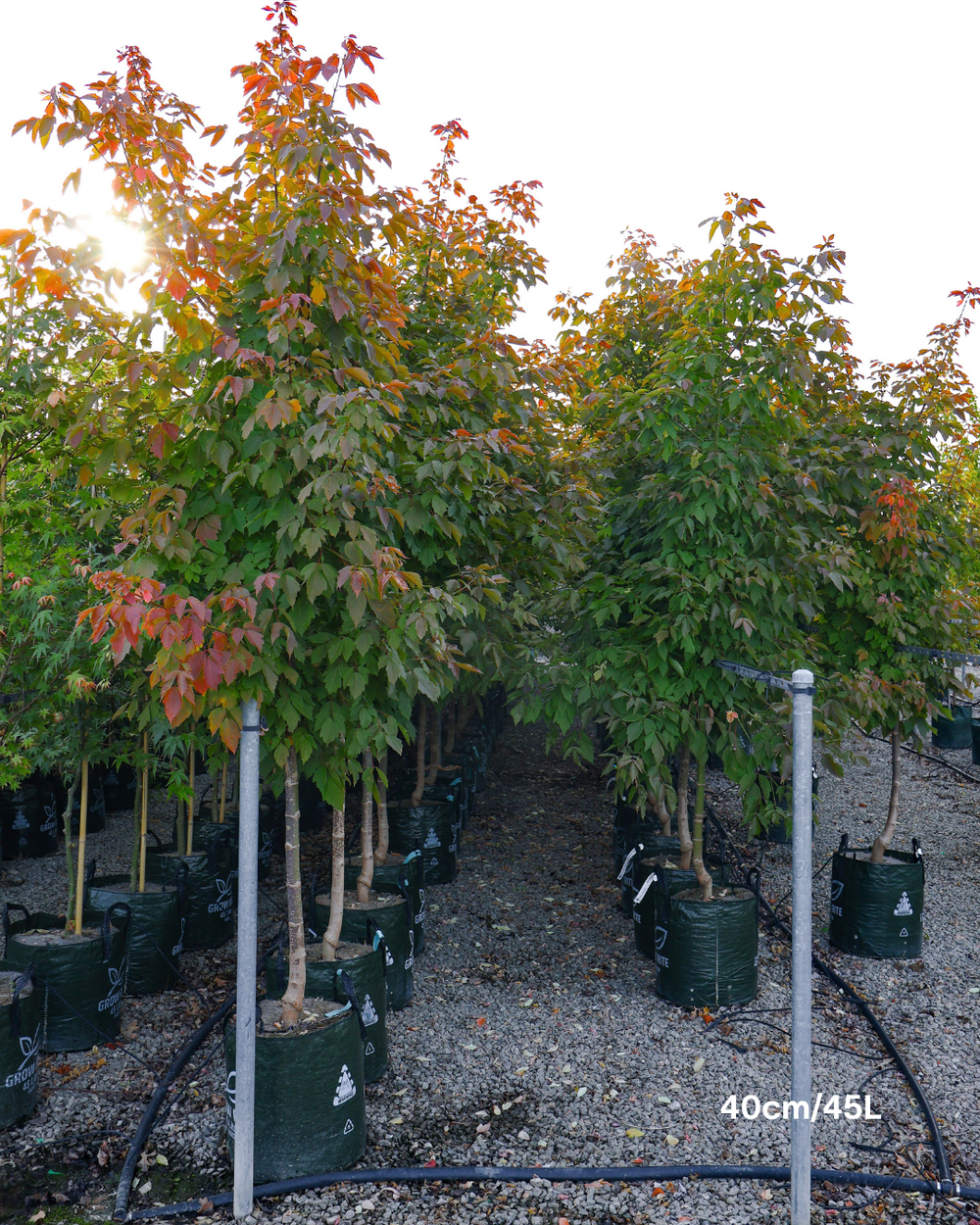 Acer negundo 'Sensation' Box Elder