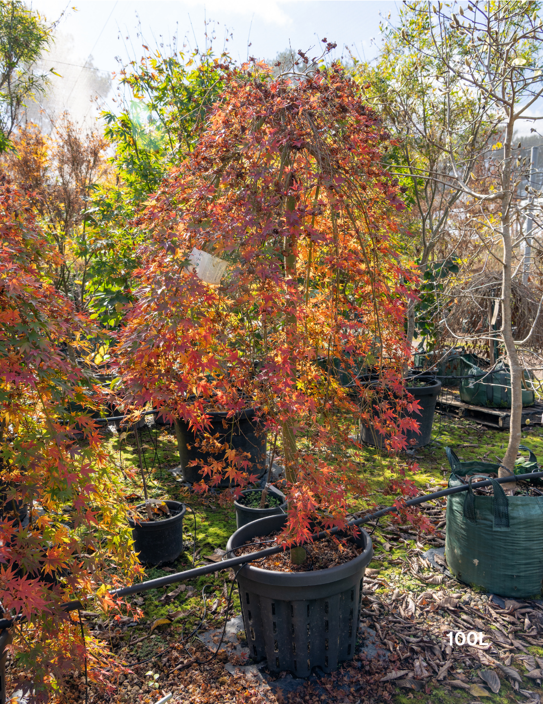 Acer palmatum 'Nishiki Fountain' - Variegated Weeping Japanese Maple