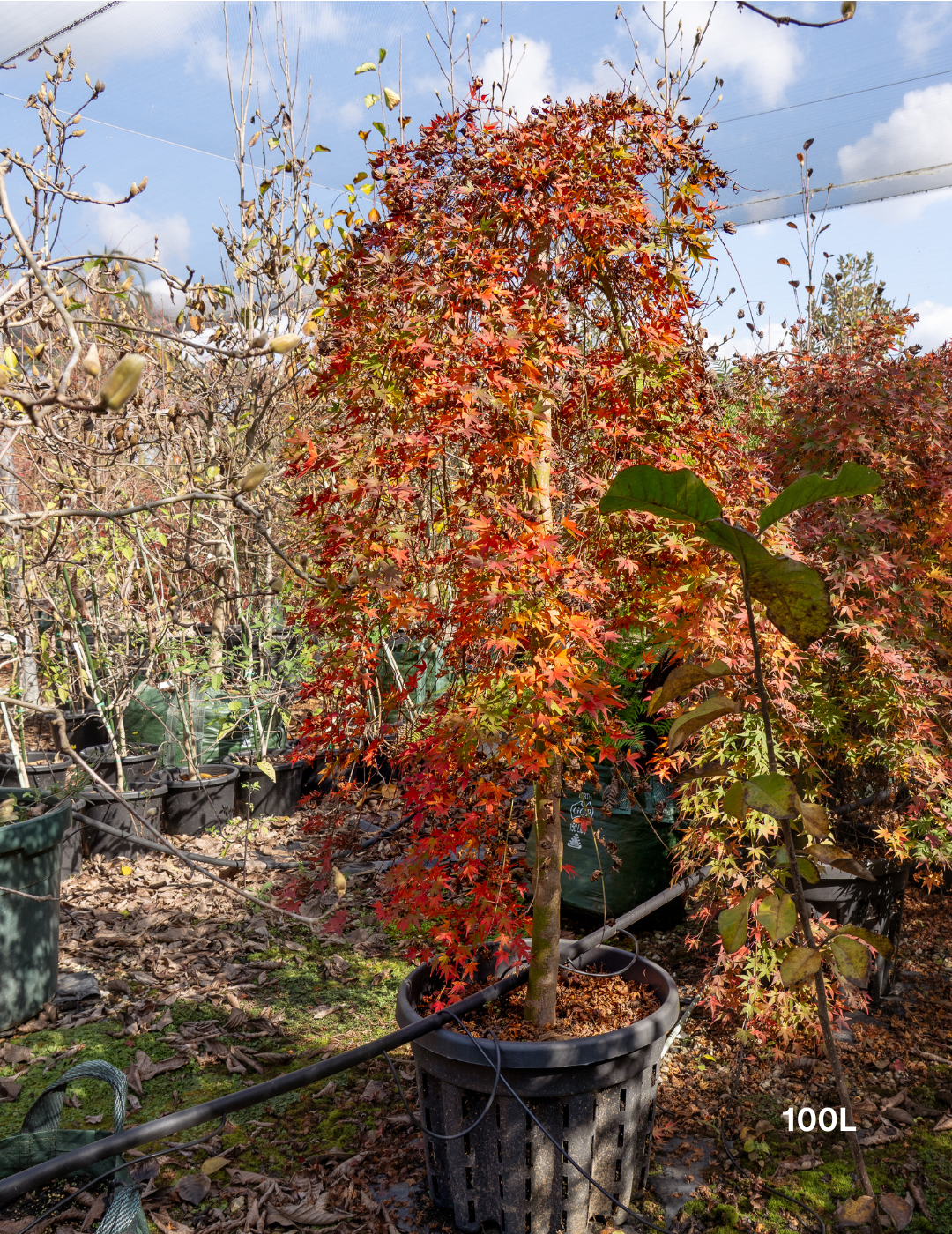 Acer palmatum 'Nishiki Fountain' - Variegated Weeping Japanese Maple