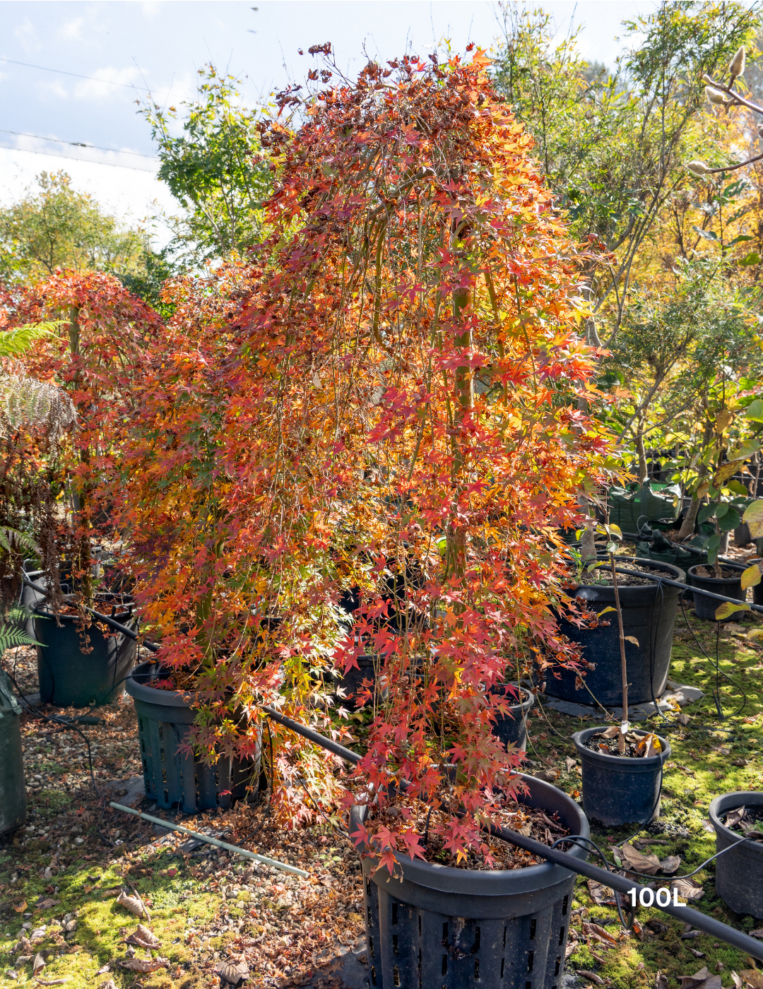 Acer palmatum 'Nishiki Fountain' - Variegated Weeping Japanese Maple