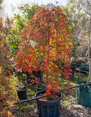 Acer palmatum 'Nishiki Fountain' - Variegated Weeping Japanese Maple