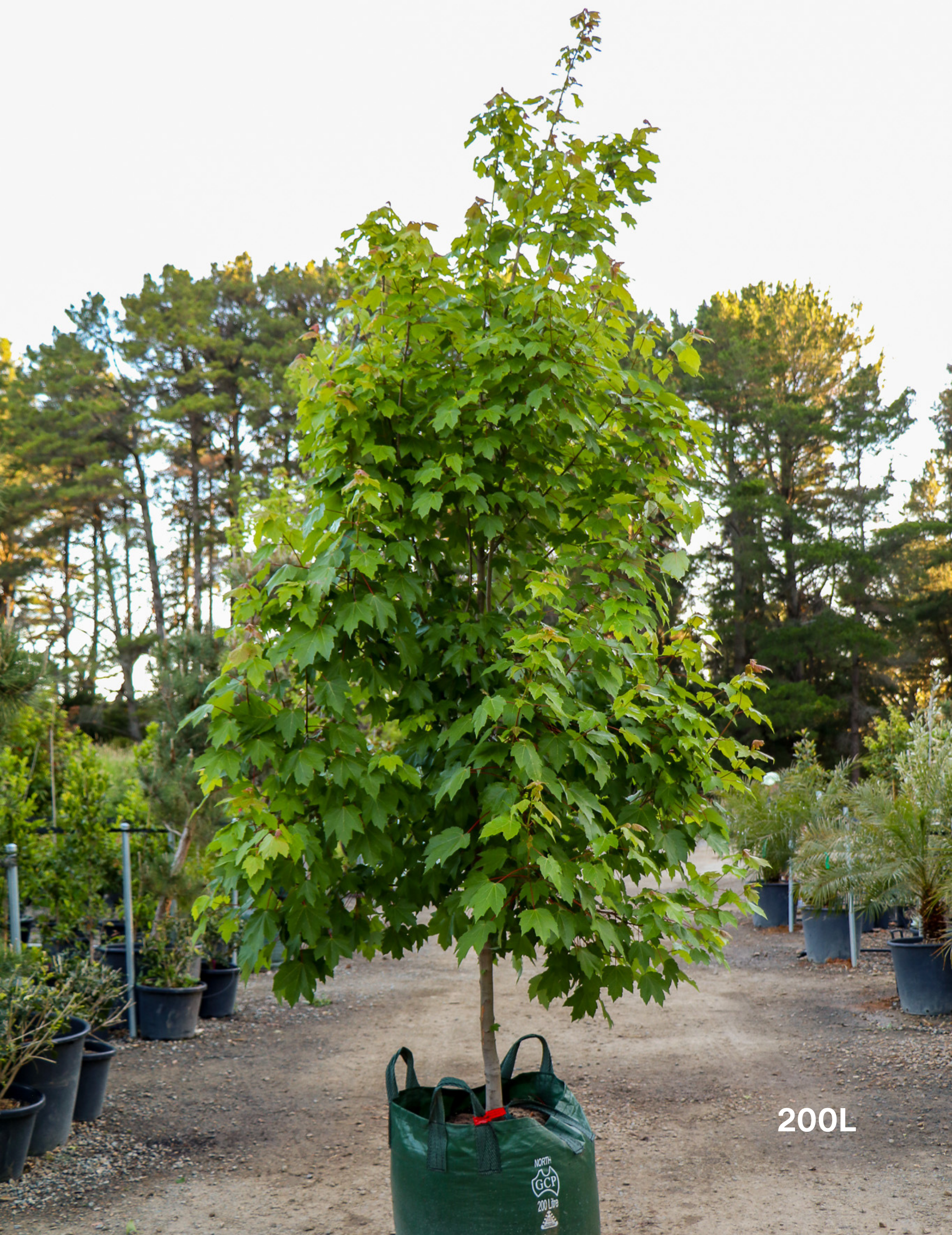 Acer rubrum 'October Glory' - Evergreen Trees Direct