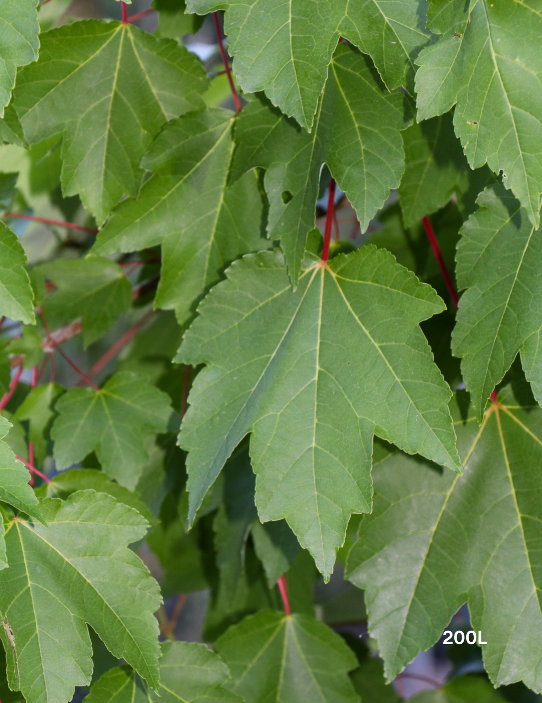 Acer rubrum 'October Glory' Canadian Maple