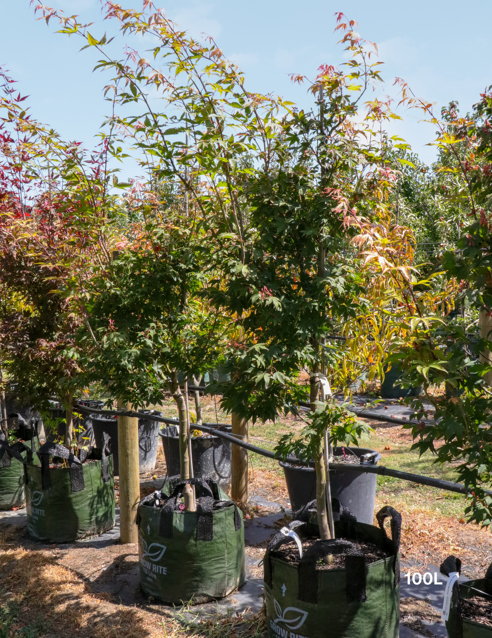Acer palmatum 'Osakazuki' - Japanese Maple - Evergreen Trees Direct