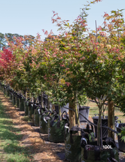 Acer palmatum 'Osakazuki' - Japanese Maple - Evergreen Trees Direct