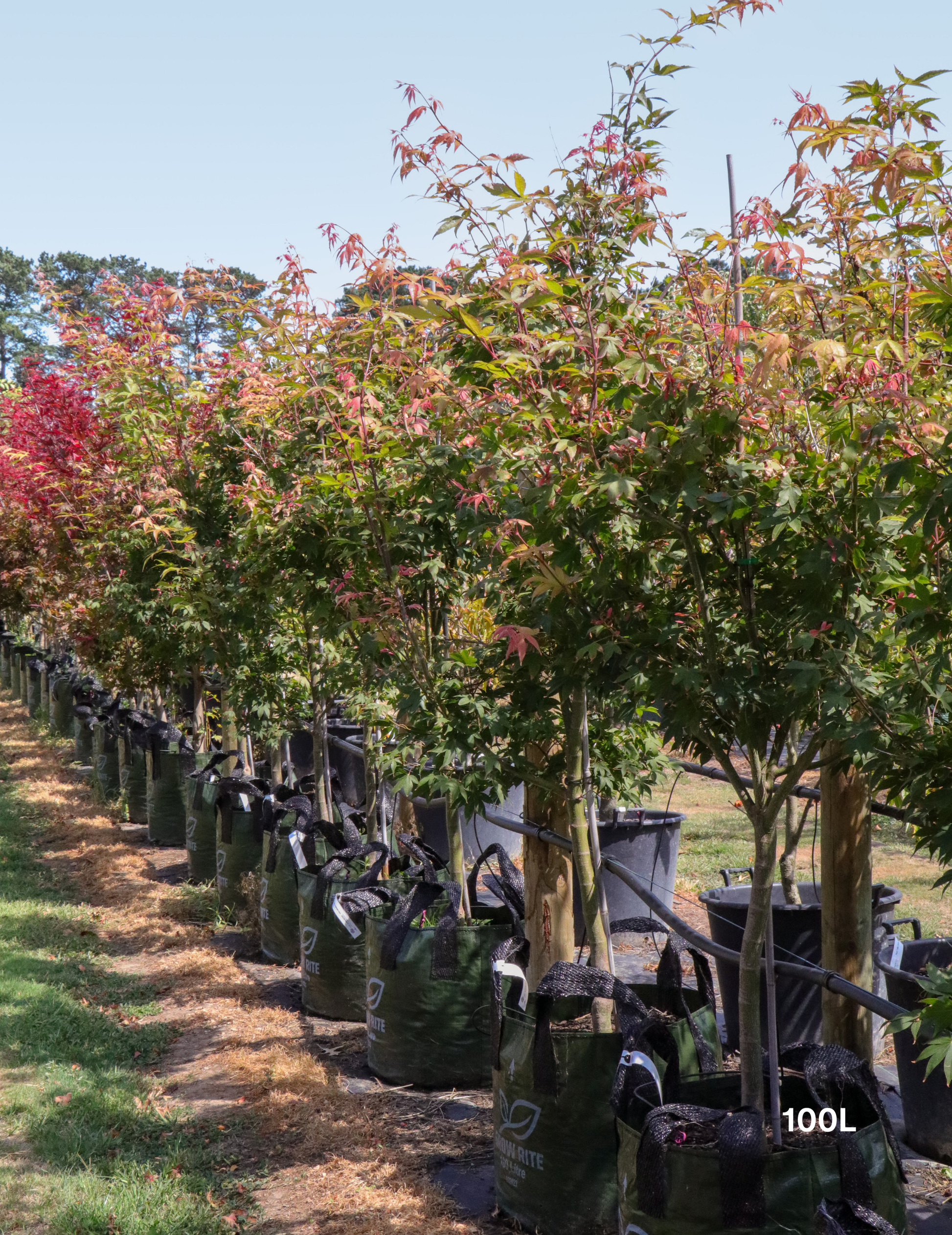 Acer palmatum 'Osakazuki' - Japanese Maple - Evergreen Trees Direct