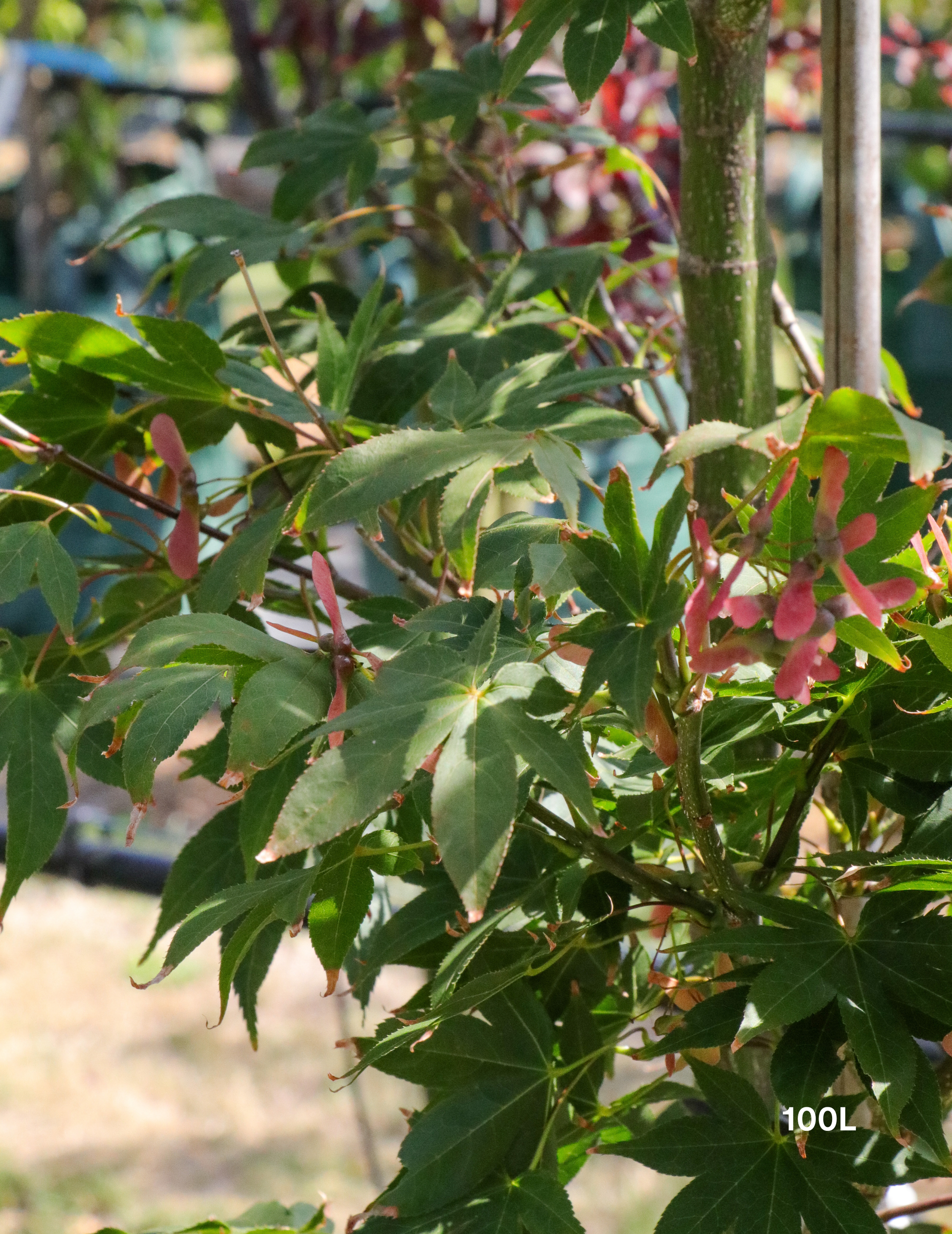 Acer palmatum 'Osakazuki' - Japanese Maple - Evergreen Trees Direct