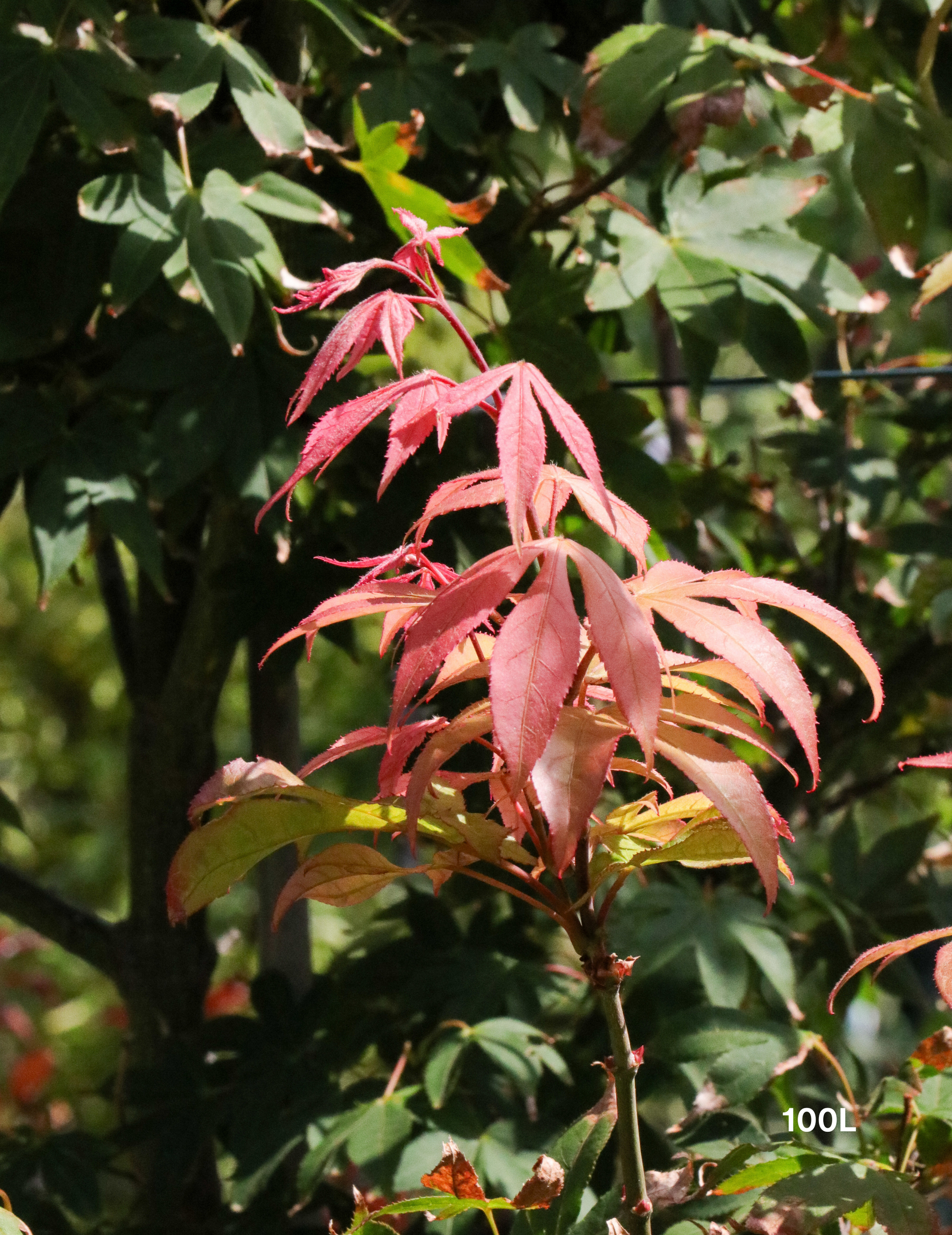 Acer palmatum 'Osakazuki' - Japanese Maple - Evergreen Trees Direct