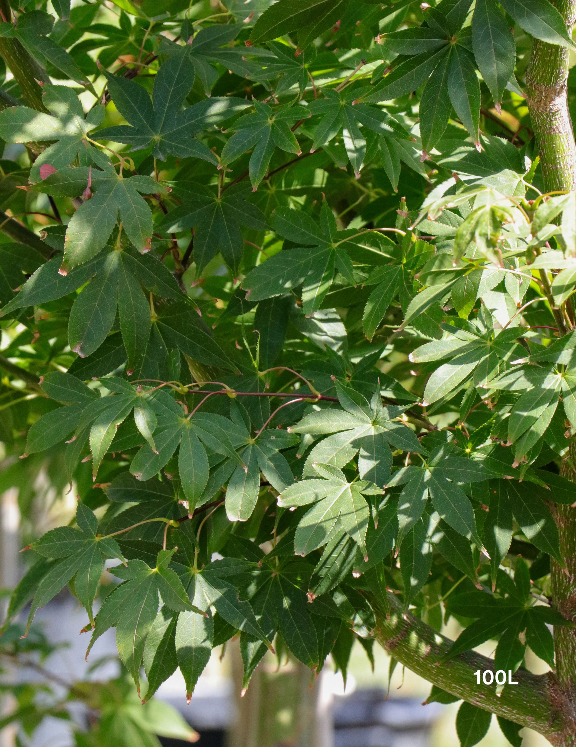 Acer palmatum 'Osakazuki' - Japanese Maple - Evergreen Trees Direct