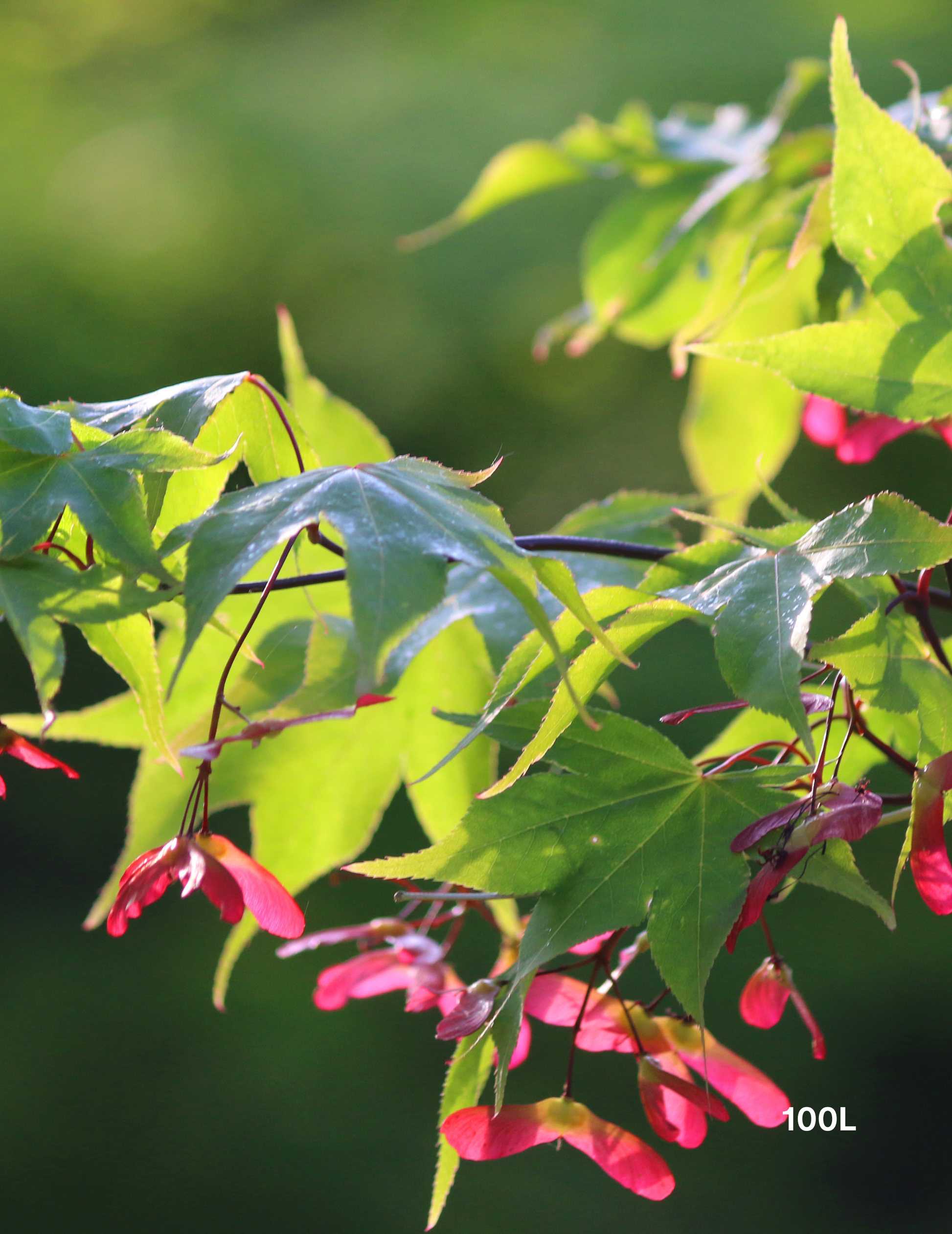Acer palmatum 'Osakazuki' - Japanese Maple - Evergreen Trees Direct