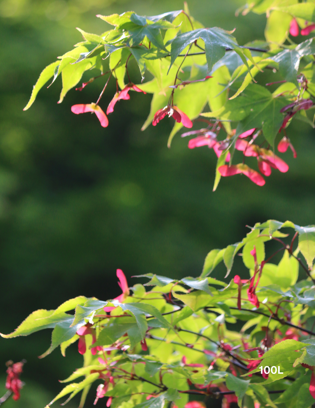 Acer palmatum 'Osakazuki' Japanese Maple