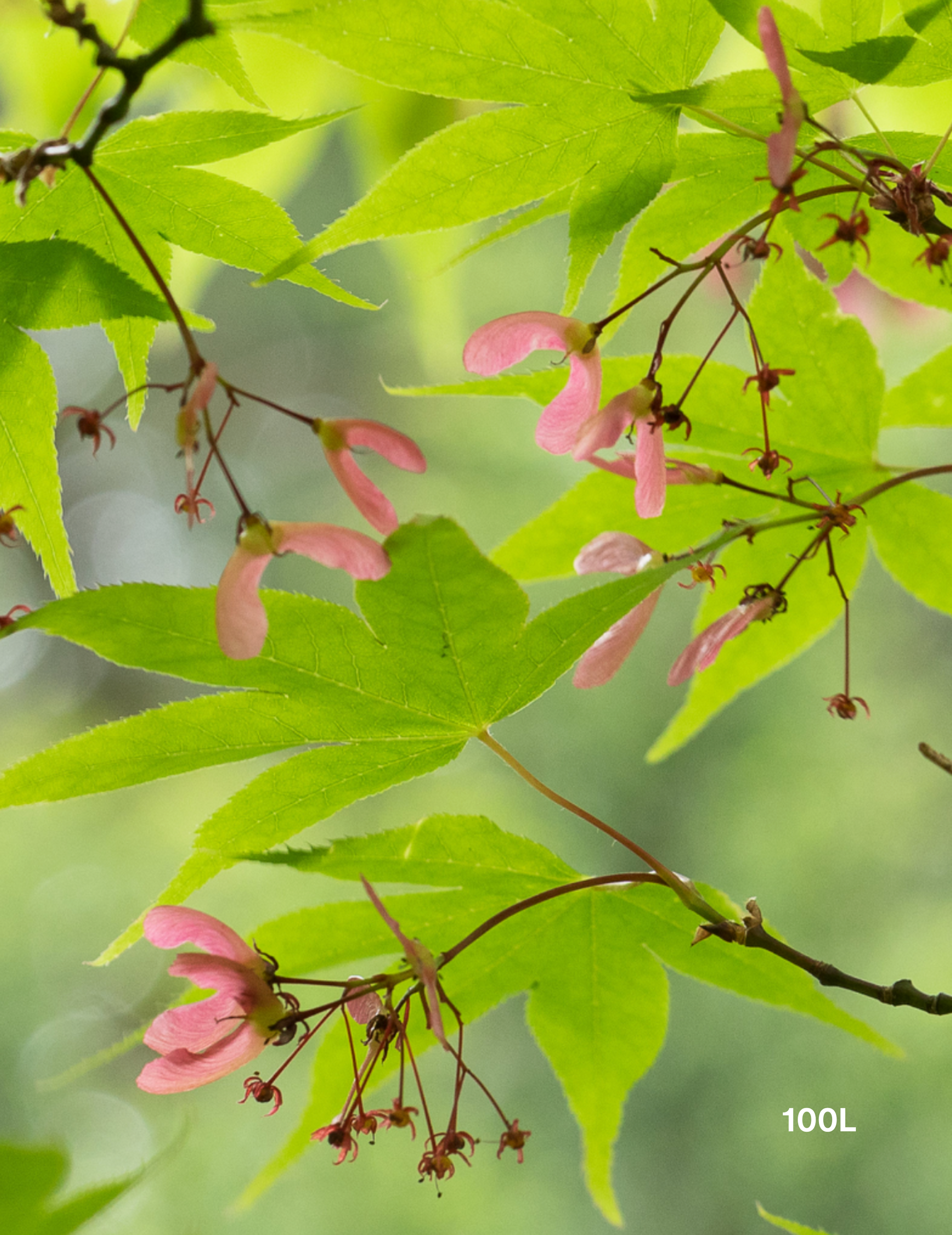 Acer palmatum 'Osakazuki' - Japanese Maple - Evergreen Trees Direct