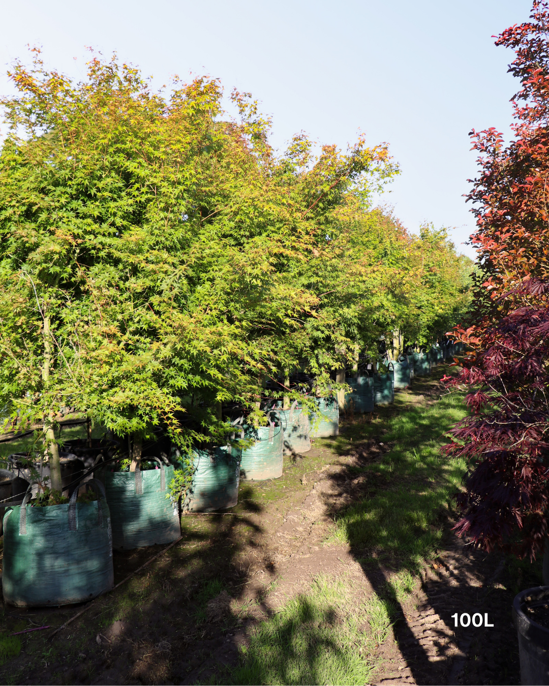 Acer palmatum Japanese Maple