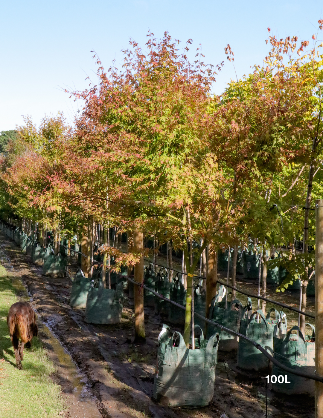 Acer palmatum - Japanese Maple - Evergreen Trees Direct