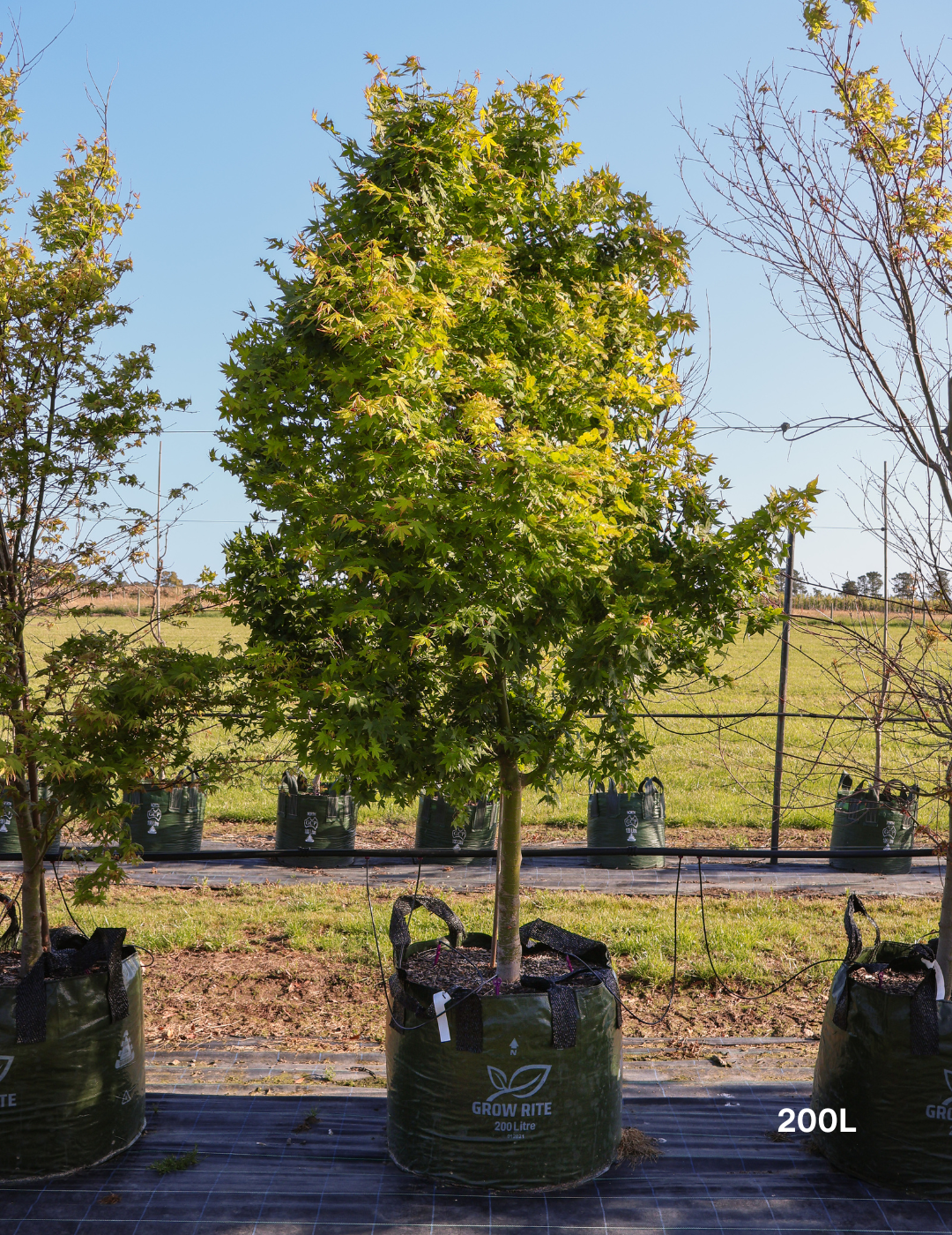 Acer palmatum - Japanese Maple - Evergreen Trees Direct