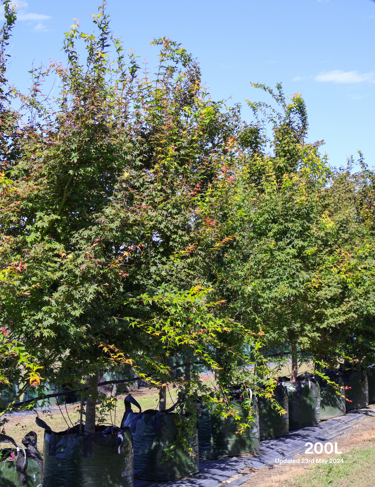 Acer palmatum - Japanese Maple